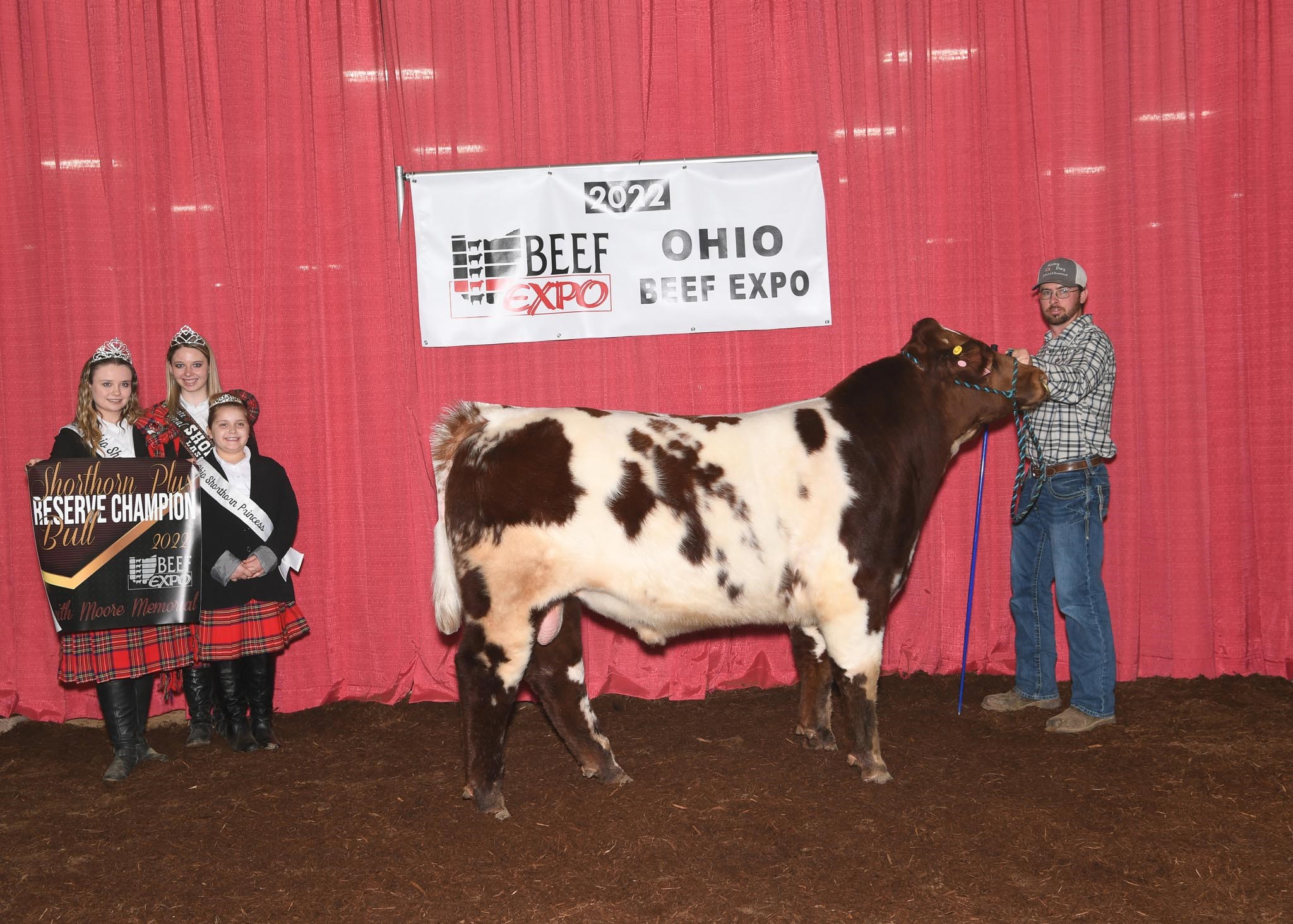 shorthorn plus show cattle