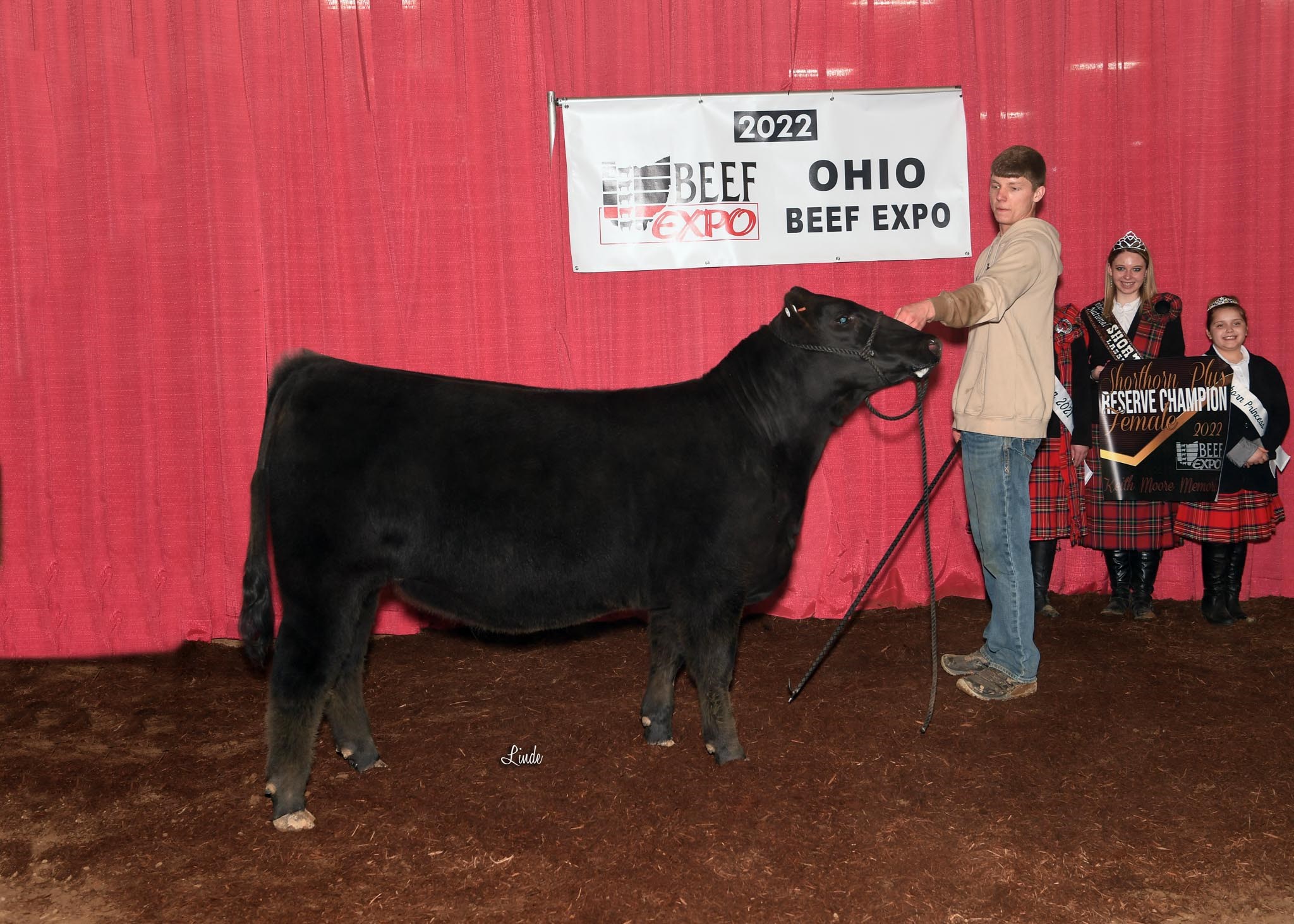 shorthorn plus show cattle